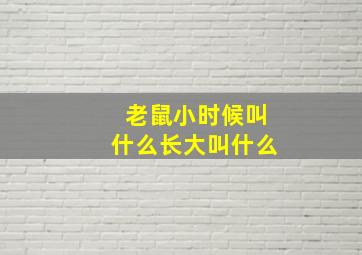 老鼠小时候叫什么长大叫什么