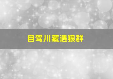 自驾川藏遇狼群