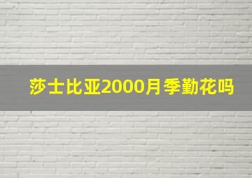 莎士比亚2000月季勤花吗