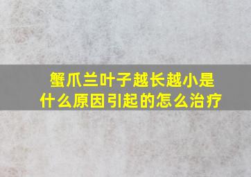 蟹爪兰叶子越长越小是什么原因引起的怎么治疗