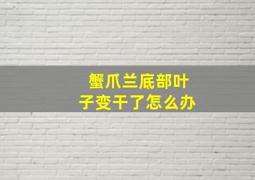 蟹爪兰底部叶子变干了怎么办