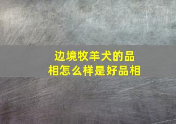 边境牧羊犬的品相怎么样是好品相