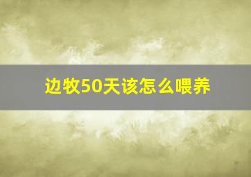 边牧50天该怎么喂养