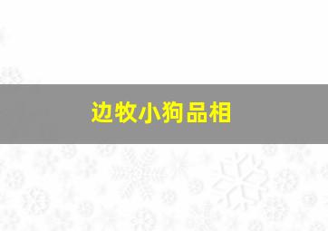 边牧小狗品相