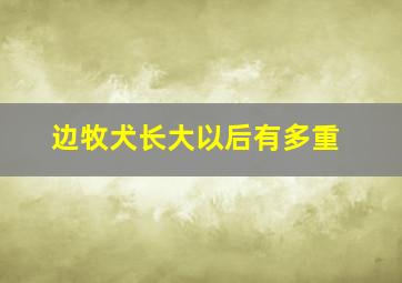 边牧犬长大以后有多重