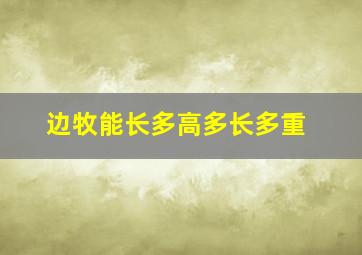 边牧能长多高多长多重