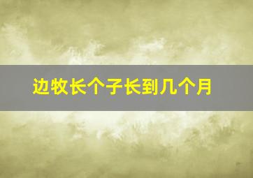 边牧长个子长到几个月