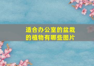 适合办公室的盆栽的植物有哪些图片