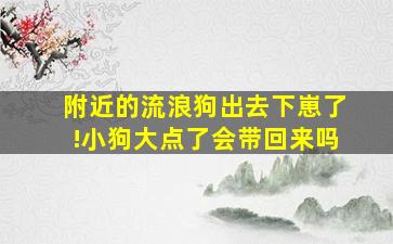 附近的流浪狗出去下崽了!小狗大点了会带回来吗