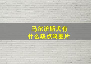 马尔济斯犬有什么缺点吗图片