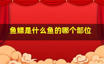 鱼鳔是什么鱼的哪个部位