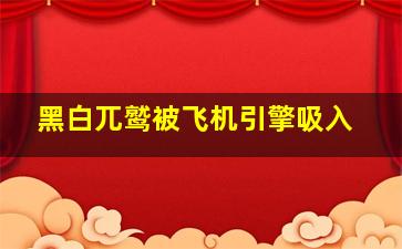 黑白兀鹫被飞机引擎吸入