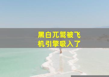 黑白兀鹫被飞机引擎吸入了