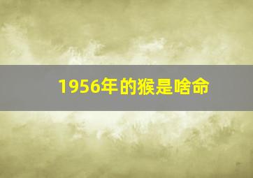 1956年的猴是啥命