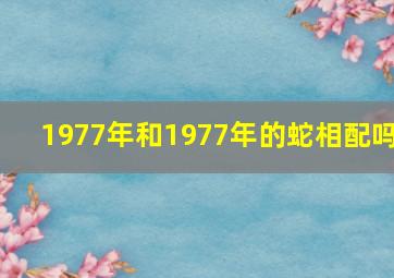 1977年和1977年的蛇相配吗