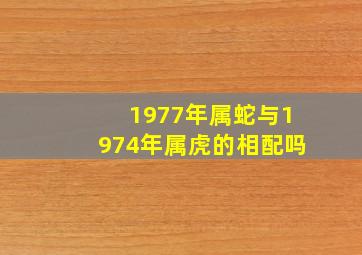 1977年属蛇与1974年属虎的相配吗