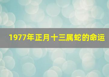 1977年正月十三属蛇的命运