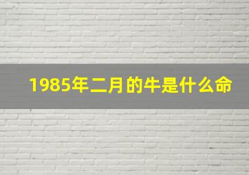 1985年二月的牛是什么命