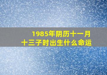 1985年阴历十一月十三子时出生什么命运