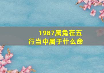 1987属兔在五行当中属于什么命