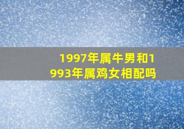 1997年属牛男和1993年属鸡女相配吗