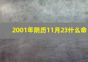 2001年阴历11月23什么命