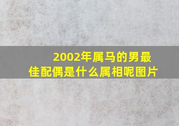 2002年属马的男最佳配偶是什么属相呢图片