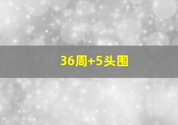 36周+5头围