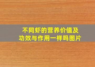 不同虾的营养价值及功效与作用一样吗图片