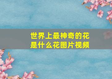 世界上最神奇的花是什么花图片视频