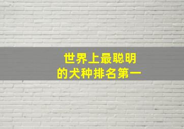 世界上最聪明的犬种排名第一