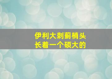 伊利大刺蓟梢头长着一个硕大的