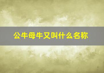 公牛母牛又叫什么名称