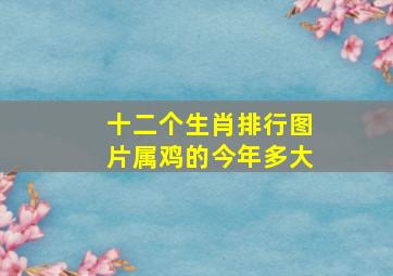 十二个生肖排行图片属鸡的今年多大