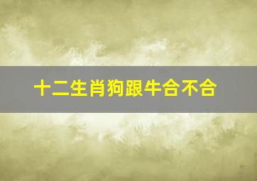 十二生肖狗跟牛合不合