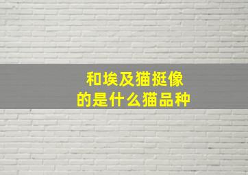 和埃及猫挺像的是什么猫品种