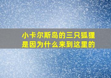 小卡尔斯岛的三只狐狸是因为什么来到这里的