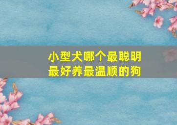 小型犬哪个最聪明最好养最温顺的狗