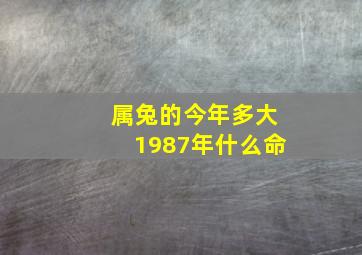 属兔的今年多大1987年什么命