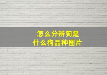 怎么分辨狗是什么狗品种图片