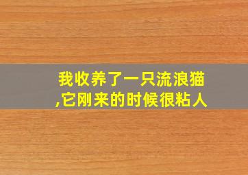 我收养了一只流浪猫,它刚来的时候很粘人