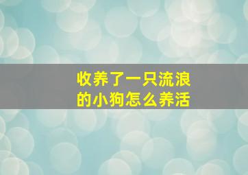 收养了一只流浪的小狗怎么养活