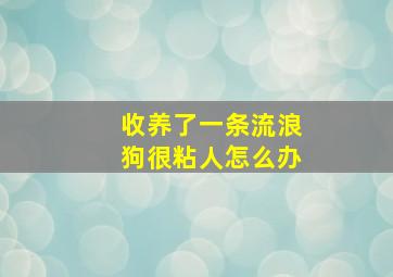 收养了一条流浪狗很粘人怎么办