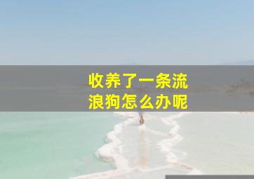 收养了一条流浪狗怎么办呢