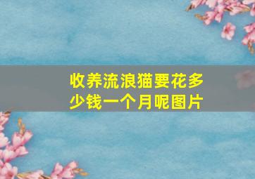 收养流浪猫要花多少钱一个月呢图片