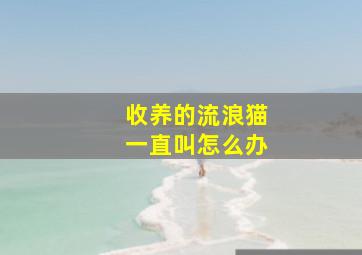 收养的流浪猫一直叫怎么办