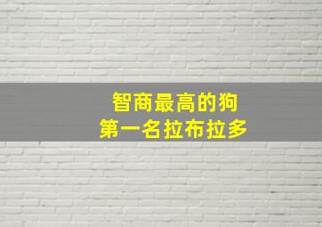 智商最高的狗第一名拉布拉多