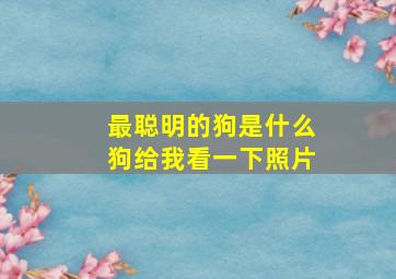 最聪明的狗是什么狗给我看一下照片