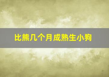 比熊几个月成熟生小狗