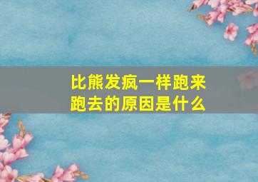 比熊发疯一样跑来跑去的原因是什么